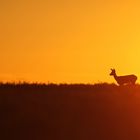 Ambiance d'un soir d'été avec une chevrette