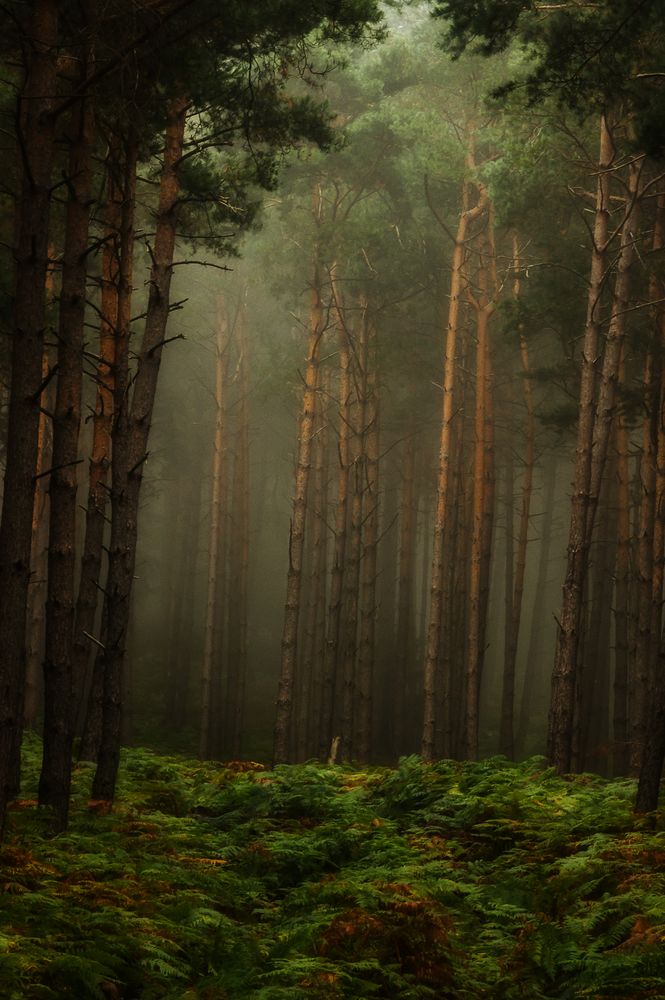  Ambiance forestière