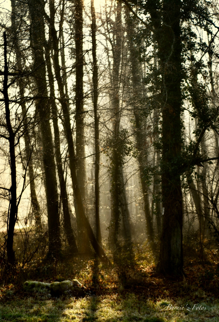 Ambiance forestière