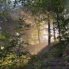 Ambiance forestière 