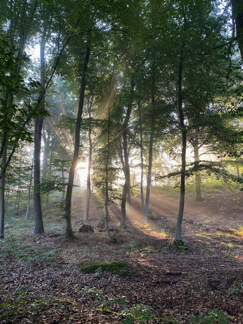 Ambiance forestière 