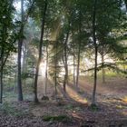 Ambiance forestière 