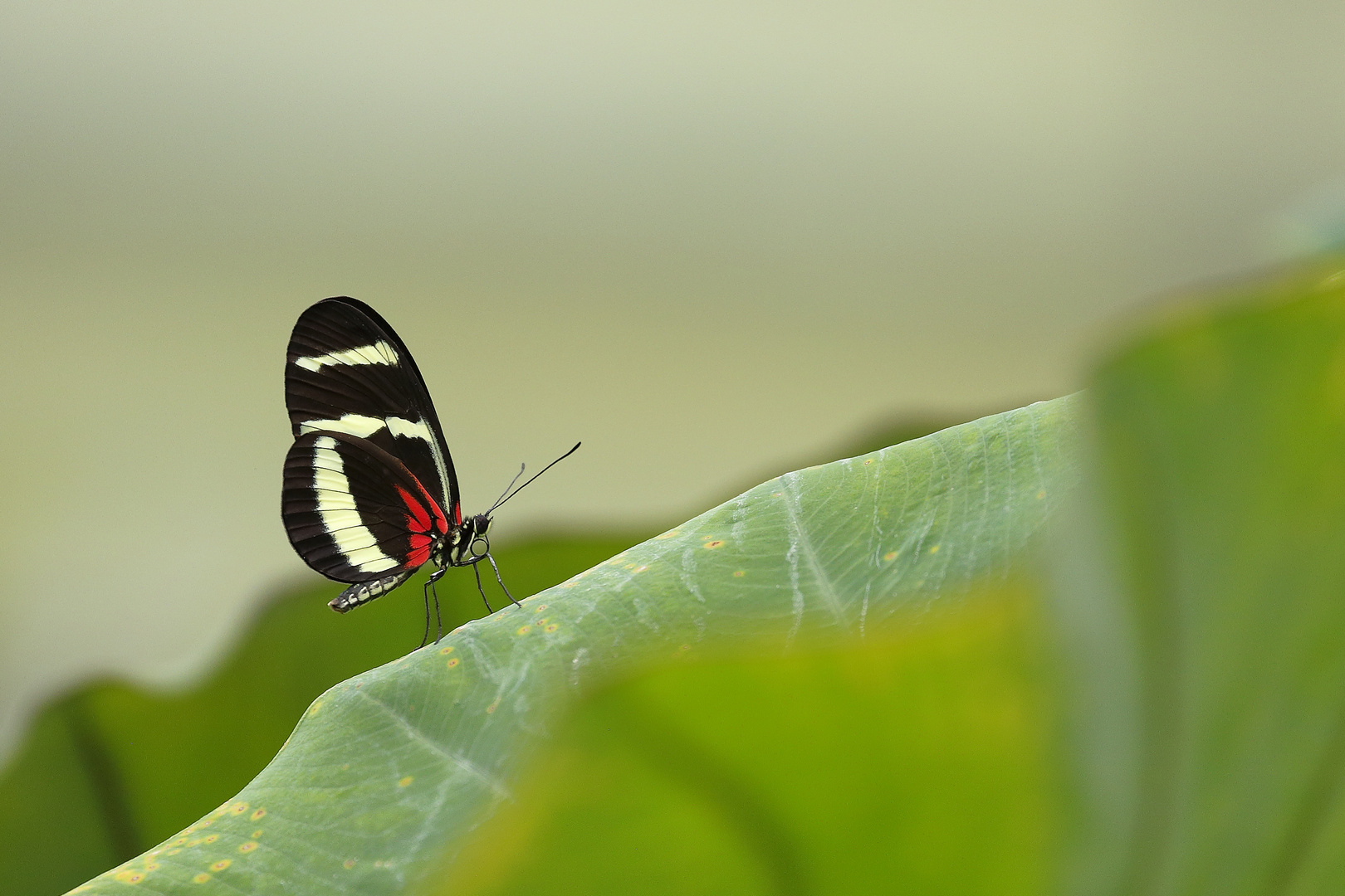 Ambiance im Papiliorama