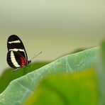 Ambiance im Papiliorama