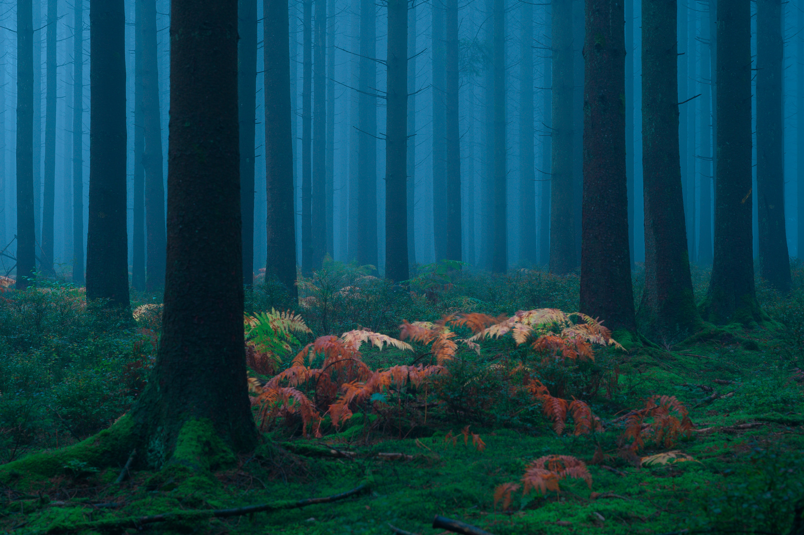 Ambiance matinale dans la forêt