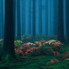 Ambiance matinale dans la forêt