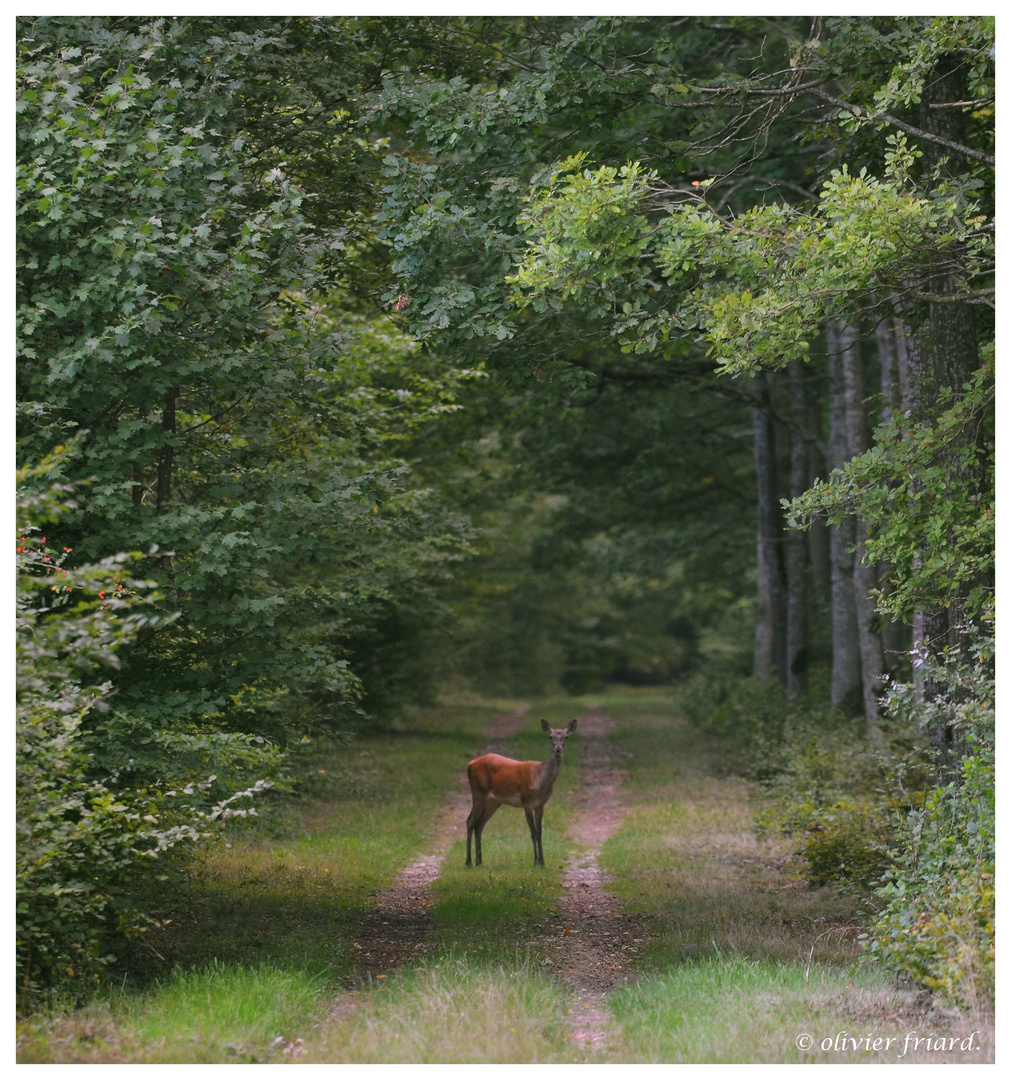 ambiance naturelle.