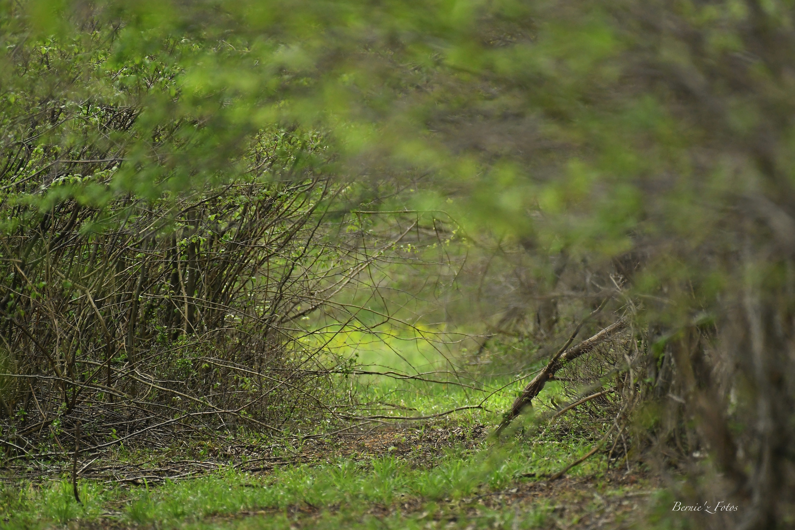 Ambiance printanière en forêt