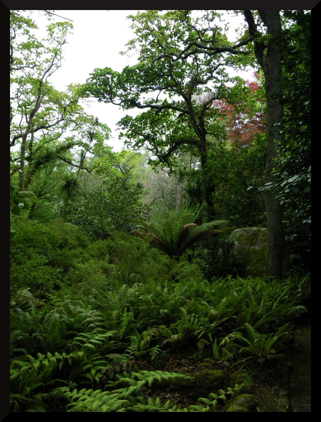 Ambiance tropicale, Sierra de Sintra, Portugal