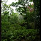 Ambiance tropicale, Sierra de Sintra, Portugal