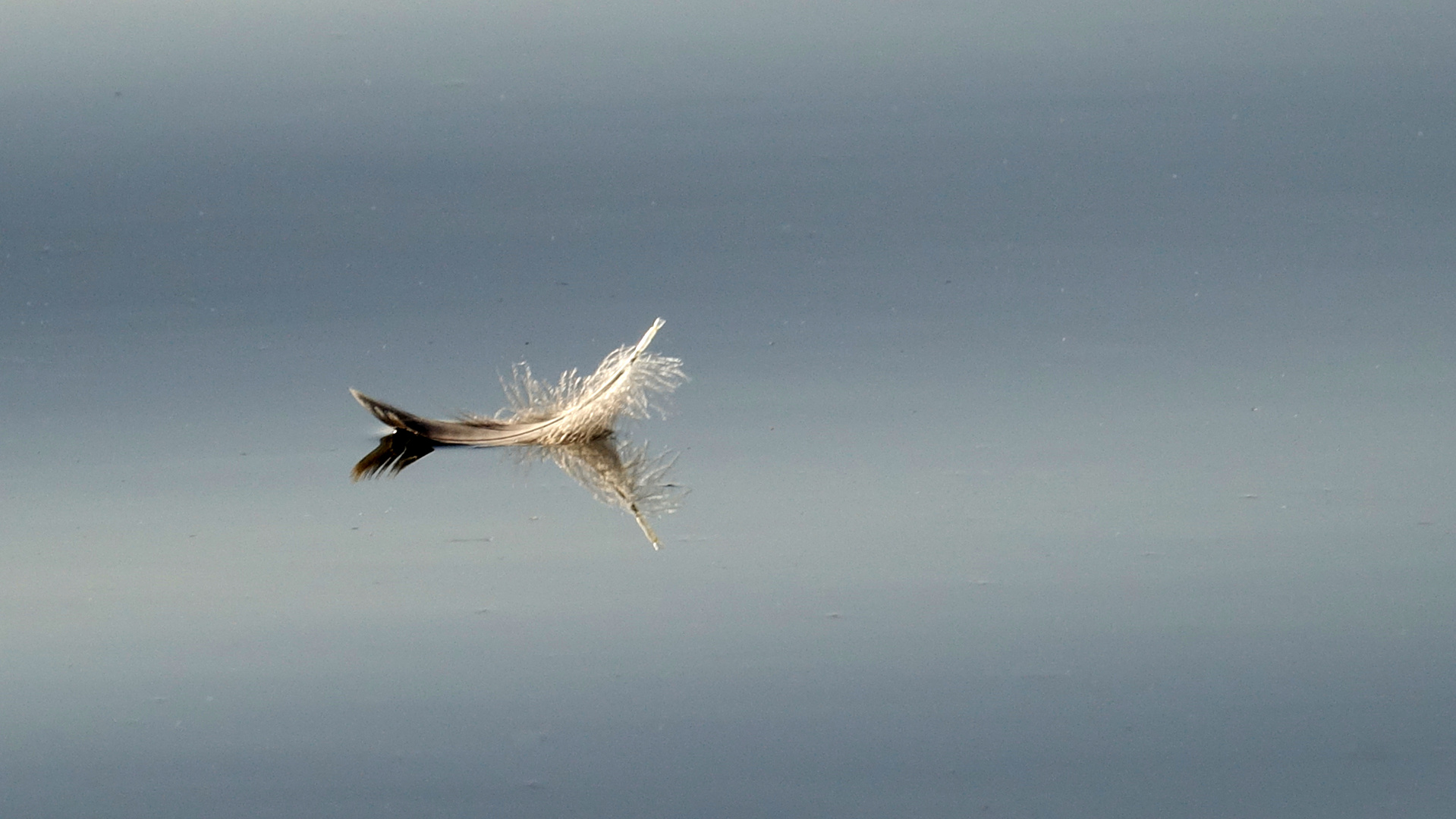 Ambient mit Feder auf dem Blankensee