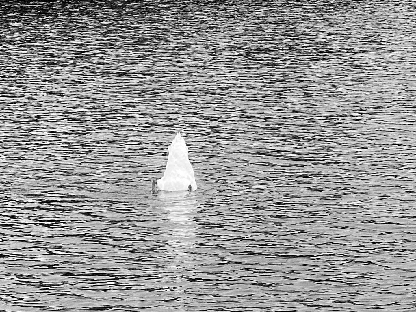 Ambient Schwan steht Kopf im See