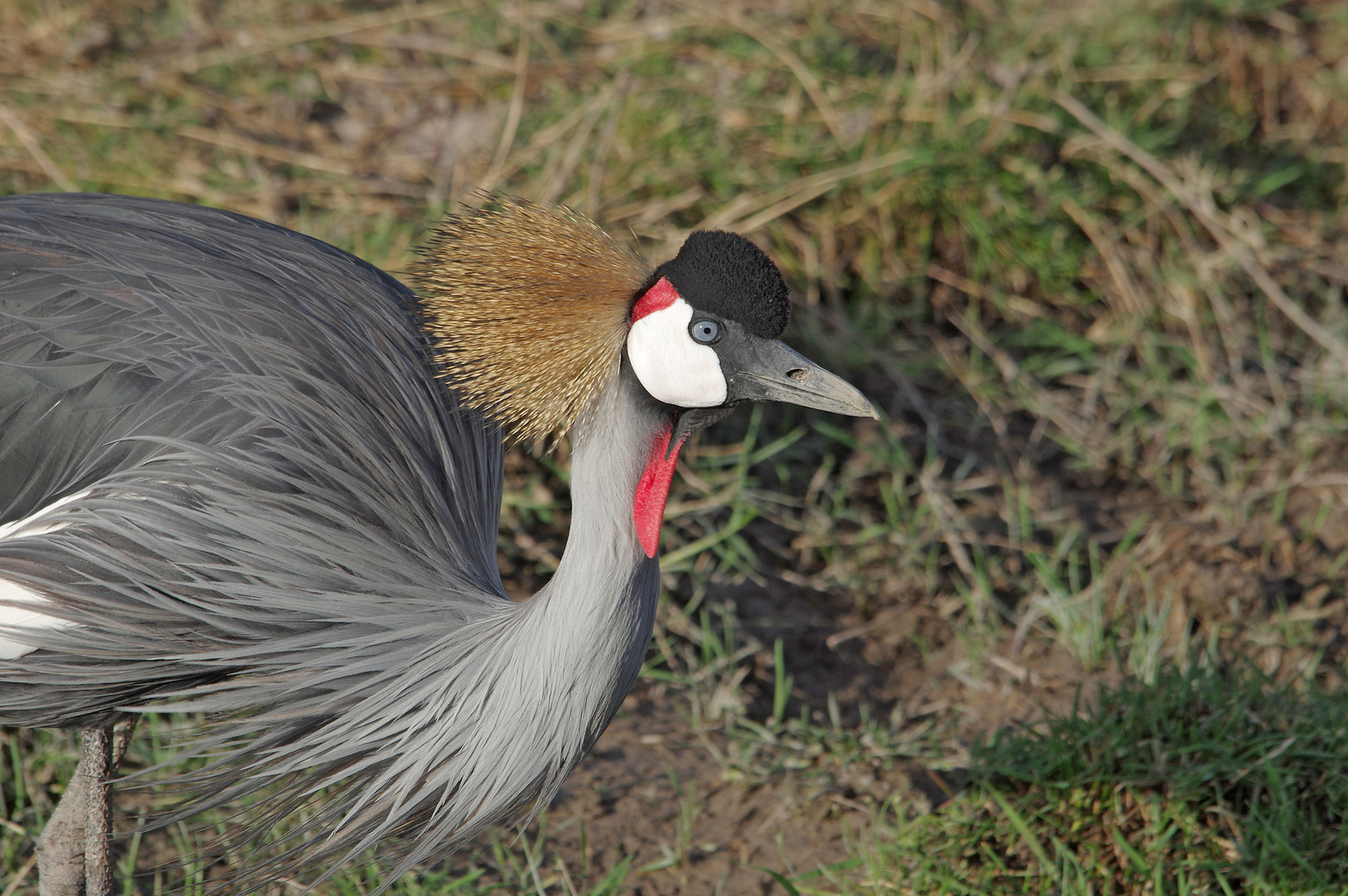 Ambiseli NP, Kronenkranich ,Balearica regulorum