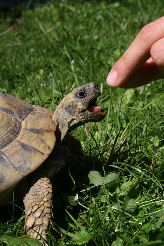 Ambitionen einer Schildkröte