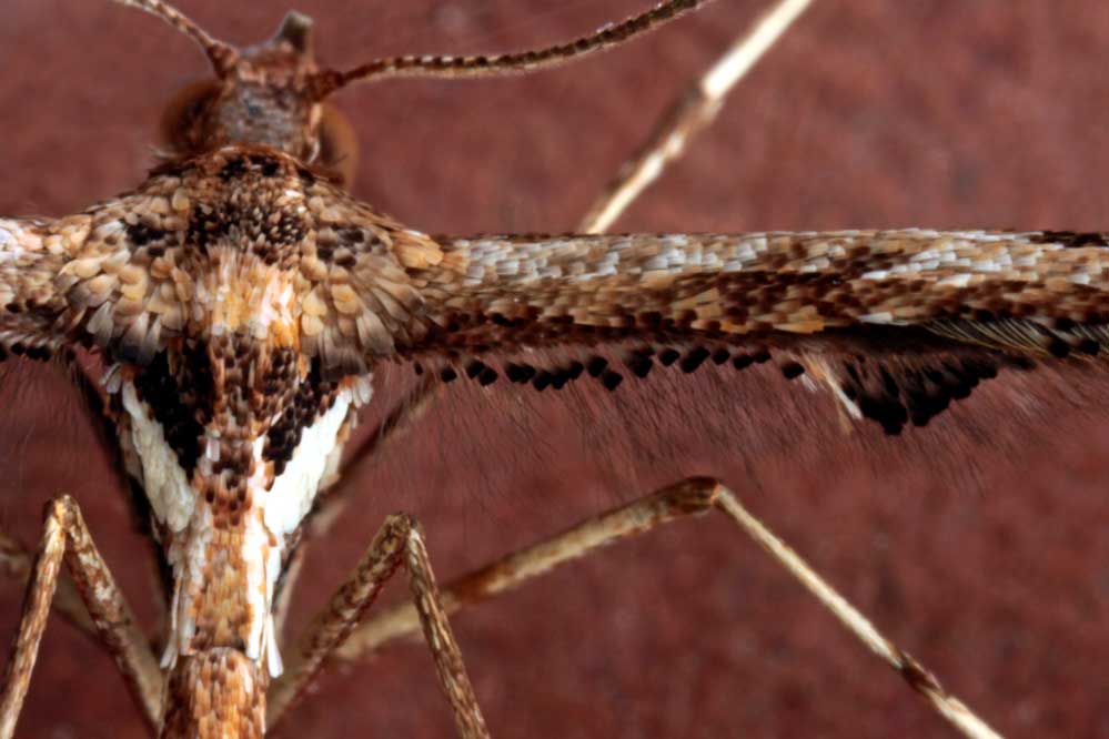 Amblyptilia acanthadactyla.