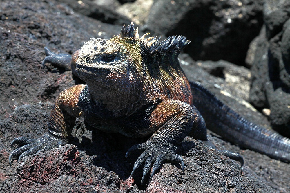 Amblyrhynchus cristatus