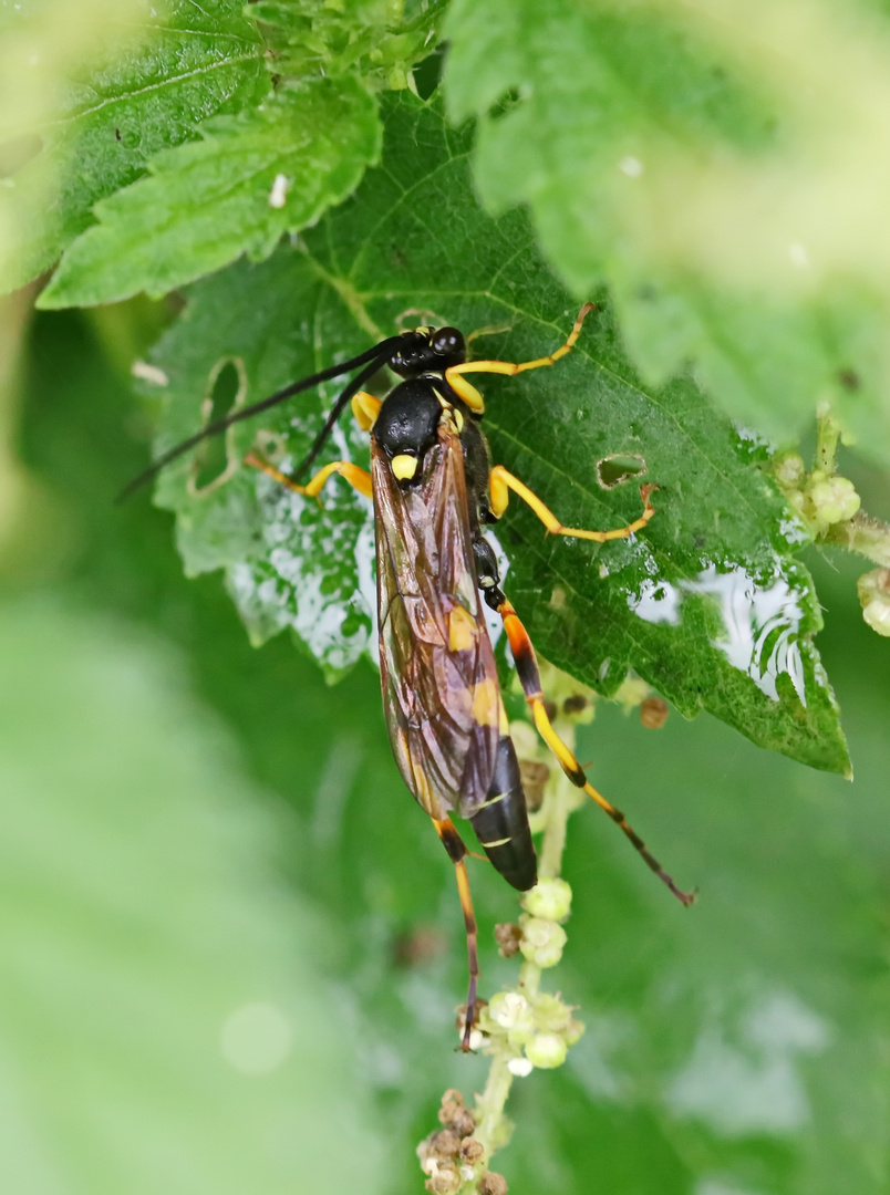 Amblyteles armatorius