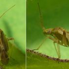 Amblytylus nasutus - eine weitere Weichwanze in unserem Garten