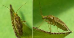 Amblytylus nasutus - eine weitere Weichwanze in unserem Garten