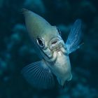 Ambon Chromis