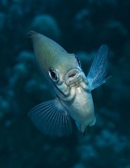 Ambon Chromis