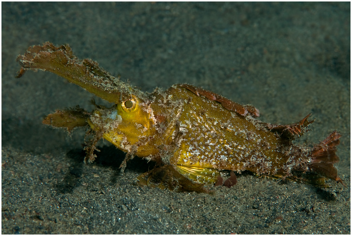 Ambon Drachenkopf - Pteroidichthys amboinensis