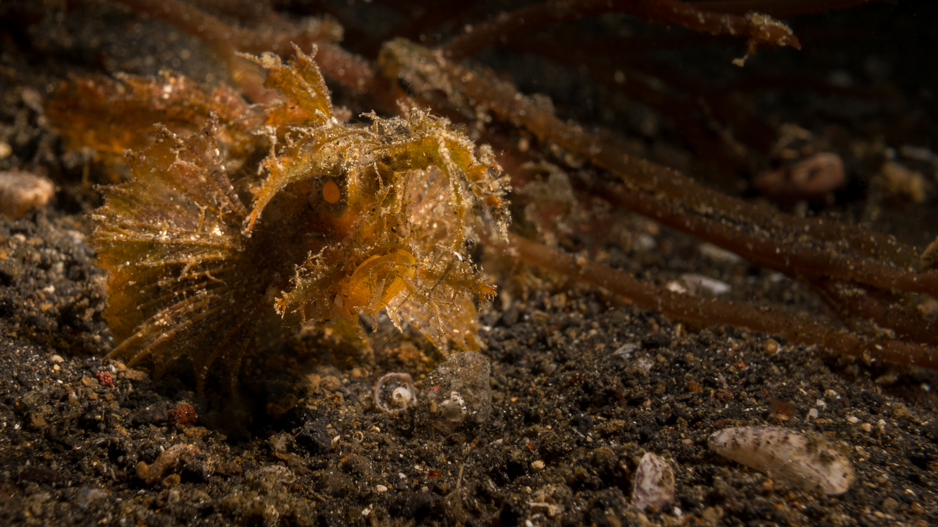 Ambon Scorpionfish