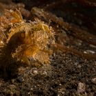 Ambon Scorpionfish