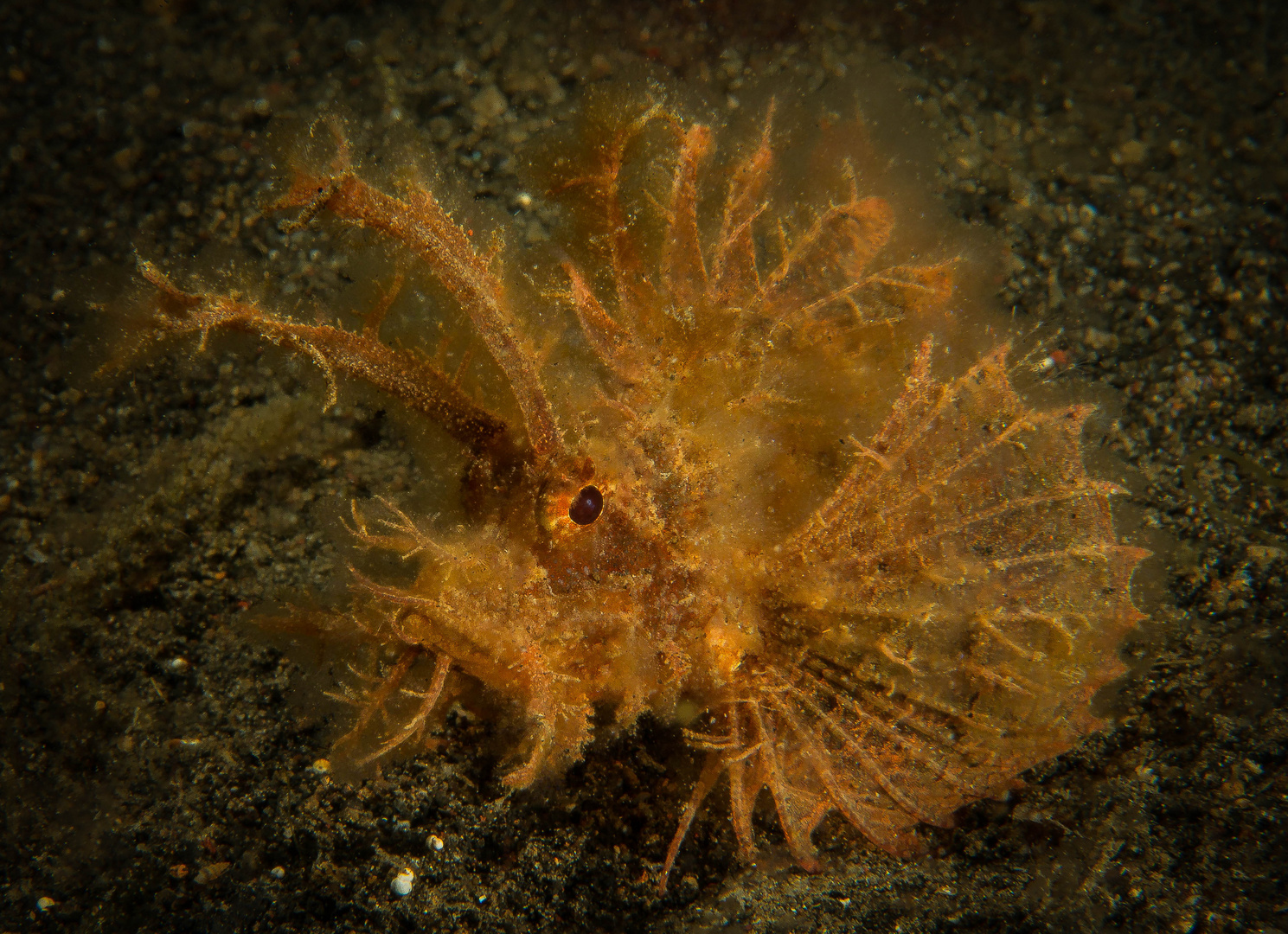 Ambon Scorpionfish