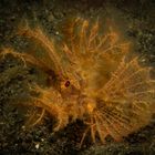 Ambon Scorpionfish