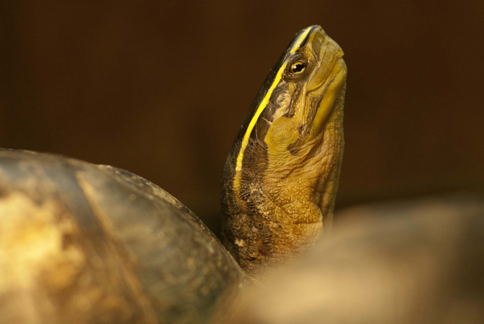 Ambonia-Dosenschildkröte - fotografiert im Neu-Ulmer Terrarium