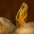 Ambonia-Dosenschildkröte - fotografiert im Neu-Ulmer Terrarium