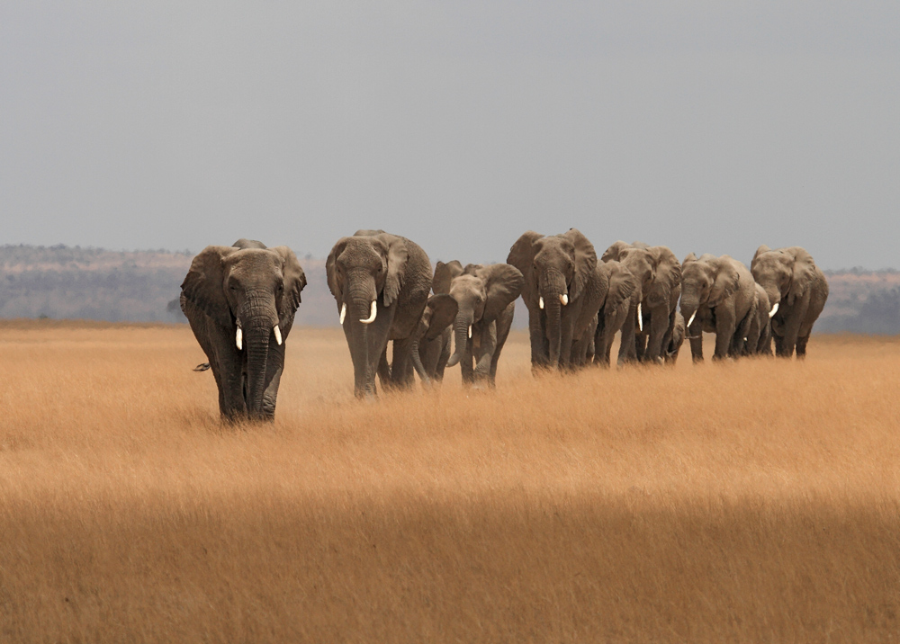 Amboseli