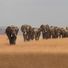 Amboseli