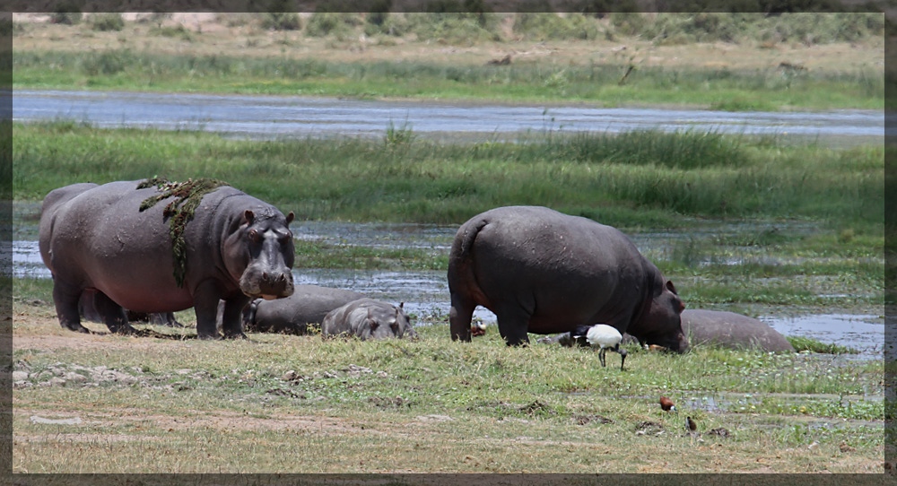 Amboseli 2010