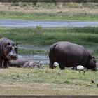 Amboseli 2010