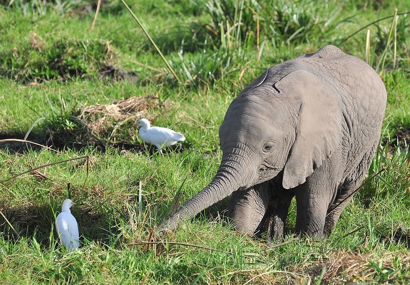 Amboseli