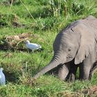 Amboseli