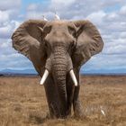 Amboseli