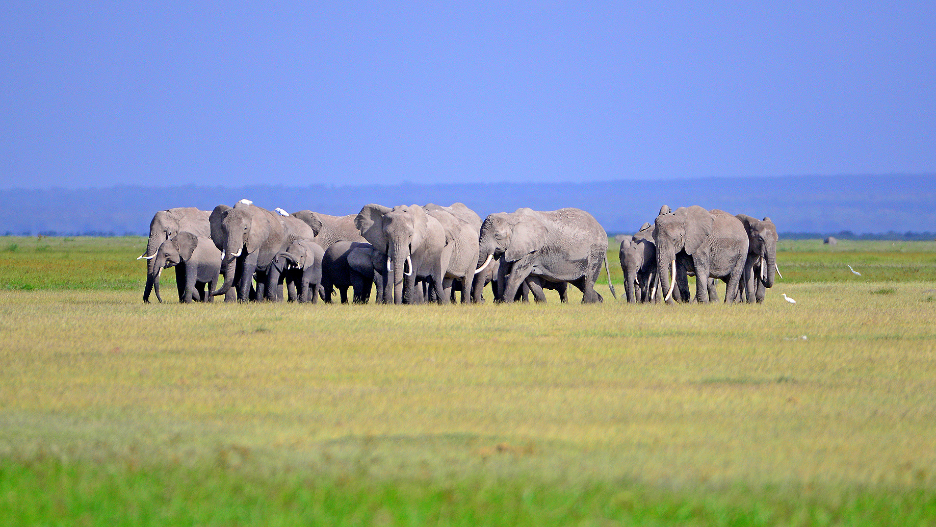 Amboseli