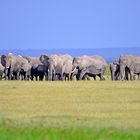 Amboseli