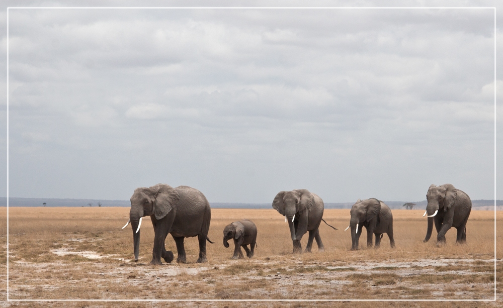 Amboseli