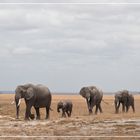 Amboseli