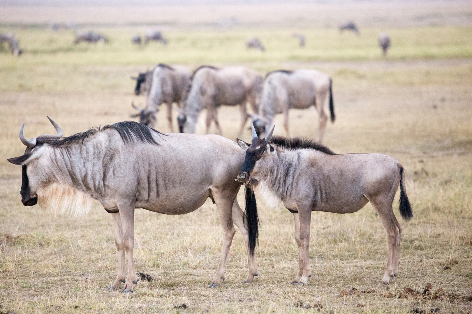 Amboseli