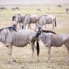 Amboseli