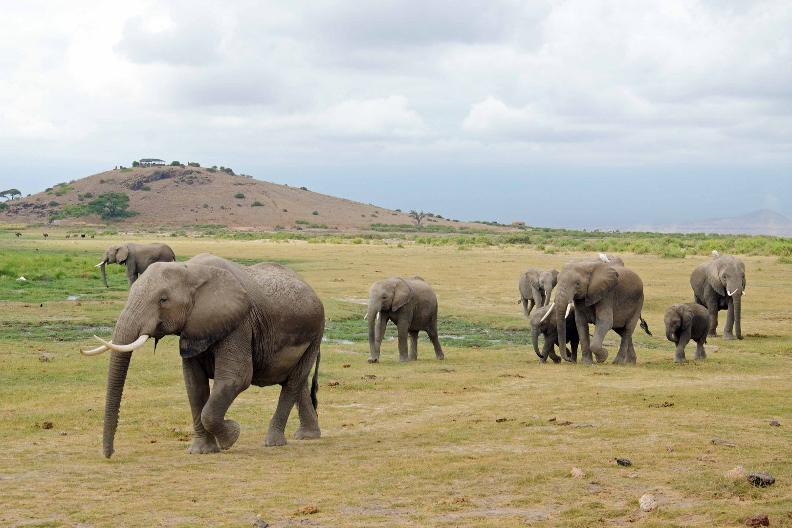 Amboseli