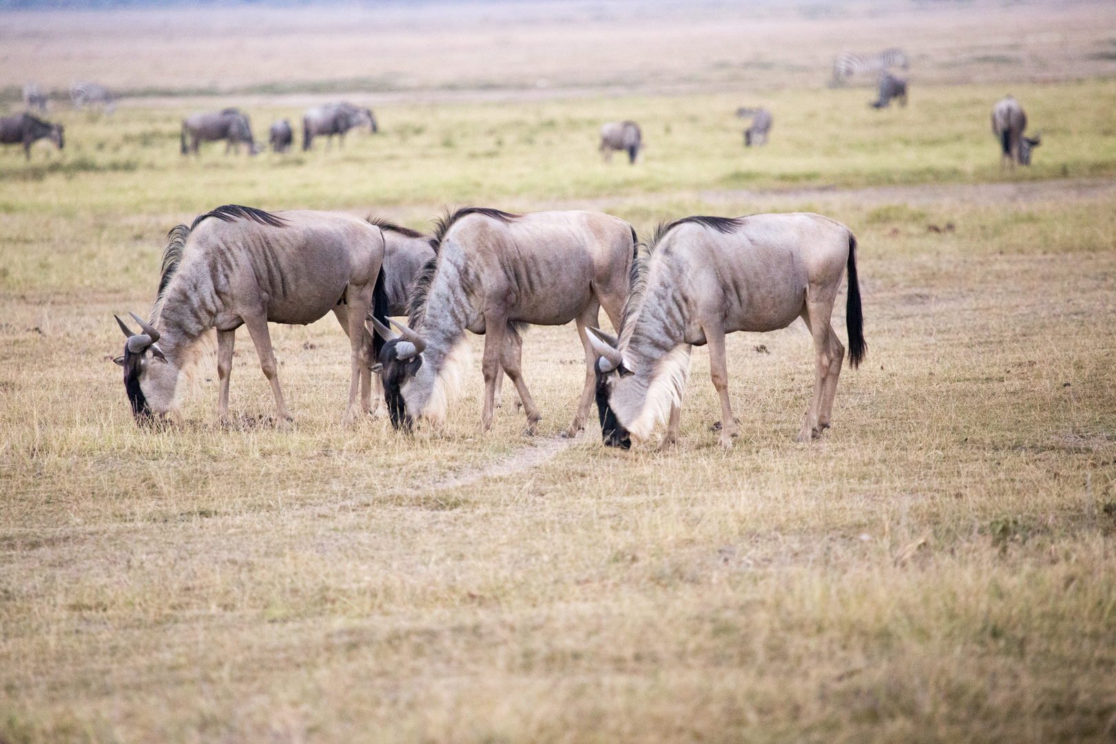 Amboseli