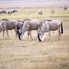 Amboseli