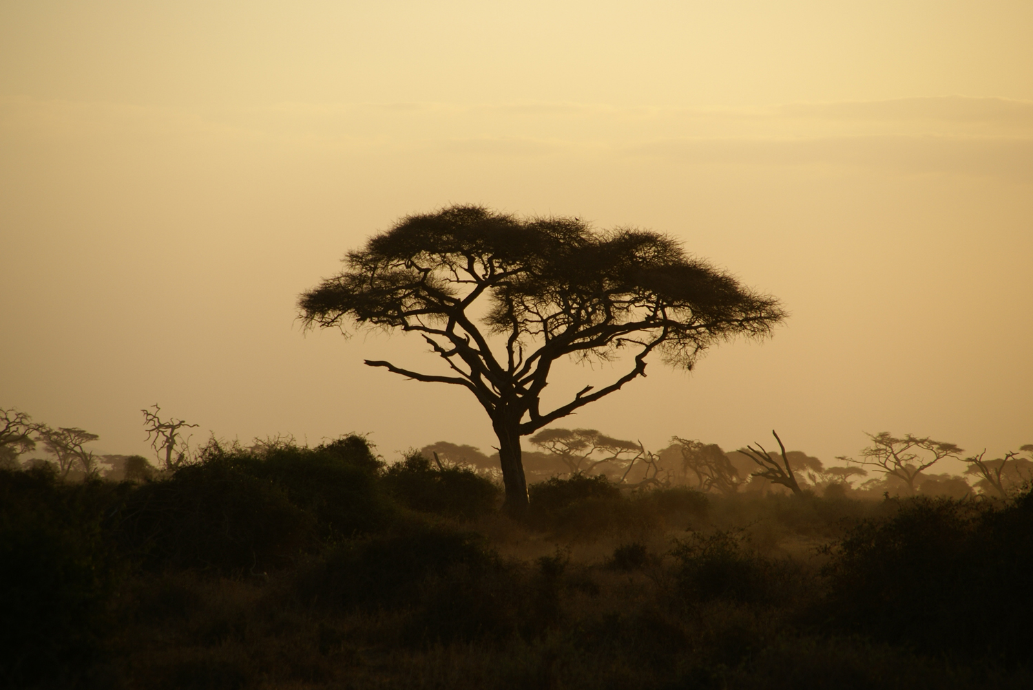 Amboseli