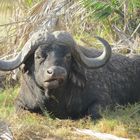 Amboseli